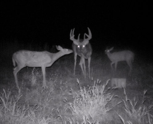 Great Deer Hunting in Eustis Nebraska